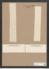 Pleurosigma macrum W.Sm. (de-Toni-Nr.: Genus 13, Species 1090) Zeichnungen Sammlung Grunow Nr. 2120 (NHMW-BOT-W0369153)